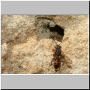 Nomada furva sheppardana - Wespenbiene 07 5mm.jpg